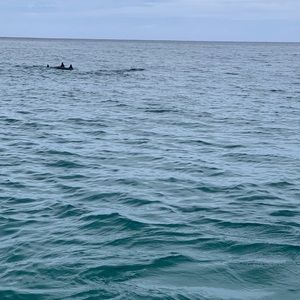 Meet your Posher, Ele